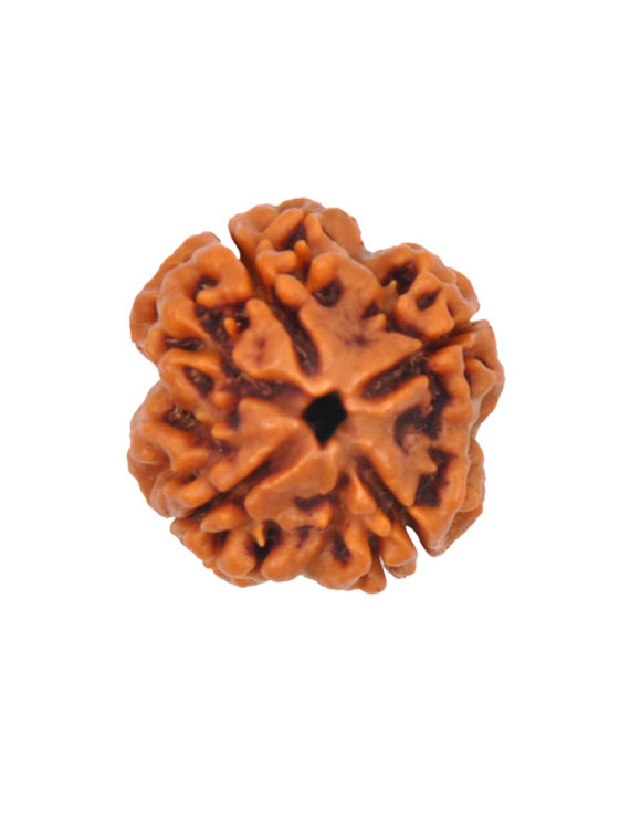 4 Mukhi Certified Nepali Rudraksha